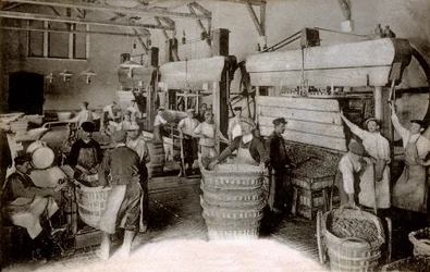 Samppanja: rypäleiden puristaminen Saint-Helenen sadonkorjuutalossa, Moet & Chandon Epernay -talo, 1900-luvun alku (m/v kuva)