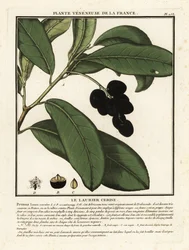 Kirsikkalaakerit, Prunus laurocerasus.