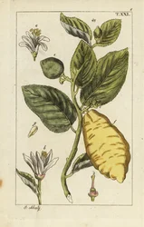 Sitruuna, jossa näkyy hedelmiä, lehtiä ja kukkia, Citrus medica.