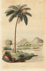 Kookospuu, Cocos nucifera