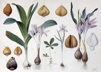 Colchicum, noin 1900 (kaiverrus).