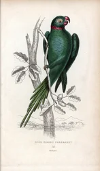 Kauluspapukaija, Psittacula krameri. Psittacus torquatus. Joseph Kiddin litografia John Audubonin piirroksen pohjalta, Miscellany of Natural History -teoksessa: Papukaijat, Sir Thomas DiK Lauder ja kapteeni Thomas Brown, julkaistu Edinburghissa, Skotlannis