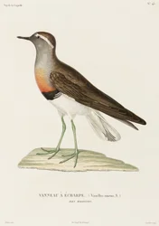 Kauluspoika, Falklandinsaaret
