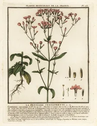 Tavallinen centaury. Centaurium erythraea.