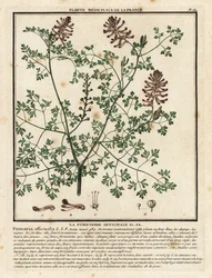 Tavallinen fumitoria, Fumaria officinalis.