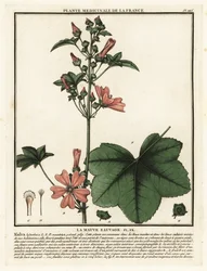 Malva, Malva sylvestris.