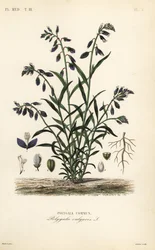 Tavallinen maitojuuri, Polygala vulgaris, Polygala commun
