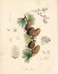 Yleinen tai eurooppalainen melassi - Valkoinen lehtikuusi, Larix decidua (Larix europaea), lehti, oksa ja käpy. C. Chabot
