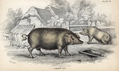 Sianlihaa (Sus domestica) sikalassa. William Lizarsin kuparikaiverrus James Stewartin piirroksen pohjalta, julkaistu teoksessa Naturalist Library: mammals, pachyderms and quadrupedes with fine skin, toimittanut W. H. Lizars, Edinburgh, Skotlanti.