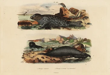 Tavallinen hylje, Phoca vasikka 1 ja pohjoisnorsuhylje, Mirounga angustirostris 2