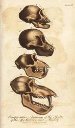 Apinan, paviaanin ja apinan kallojen vertaileva anatomia - Käsinväritetty kuparikaiverrus Ebenezer Siblyn teoksesta Universal System of Natural History, Lontoo.