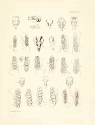 Charles Darwinin Beaglen tutkimusmatkallaan kuvaamia kurkia ja erilaisten jyrsijöiden hampaita. Lautanen teoksesta "The Zoology of the voyage of H.M.S. Beagle under the command of Captain Fitzroy during the years 1832 to 1836 edited and sup