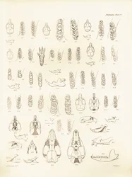 Charles Darwinin Beaglen tutkimusmatkallaan kuvaamia kurkia ja erilaisten jyrsijöiden hampaita. Lautanen teoksesta "The Zoology of the voyage of H.M.S. Beagle under the command of Captain Fitzroy during the years 1832 to 1836 edited and sup