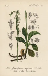 Hiipivä Goodyere - Hiipivä leppäkerttu, Goodyera repens. Käsin väritetty litografia Diederich von Schlechtendalin teoksesta Saksan kasvisto (Flora von Deutschland), Jena.