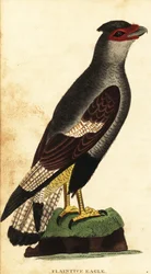 Crested caracara, Caracara plancus. ,1800 (kaiverrus)