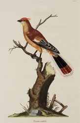 Harjakäki