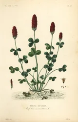Crimson apila tai italiapila, apila, trefle incarnatus