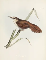 Curve-billed Reedhaunter, Argentiina, n. 1832-1836