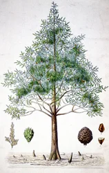 Sypressipuu, 1800-luvun loppupuoli (litografia)