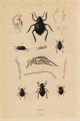 Tummakuoriaiset, Pimelia-lajit