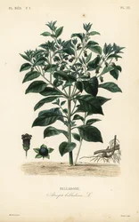 Deadly nightshade, Atropa belladonna, Belladone