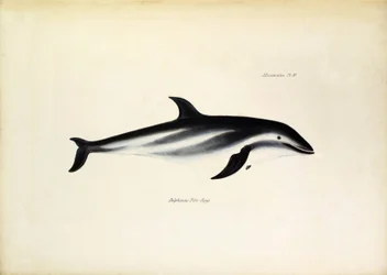 Delphinus Fitz-Royi, mustadelfiini eli Fitzroy, nimetty Beaglen kapteenin Robert FitzRoyn mukaan. Kuvalaatta teoksesta ”The zoology of the voyage of H.M.S. Beagle”, kuvaukset John Gouldilta ja huomautukset niiden elintavoista Charles Darwinilta