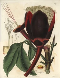 Kuvaus pekaanipuun suuresta tummasuklaisesta kukasta, joka tuottaa syötäviä pähkinöitä, pekaanipähkinöitä. Kasvi on kotoisin Etelä-Amerikasta. Kuvitus: Wiliam Jackson Hooker (1785-1865), brittiläinen kasvitieteilijä ja kirjailija, Glasin yliopiston profess