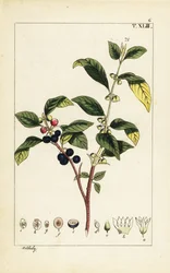 Dyerin tyrni, Flueggea tinctoria.