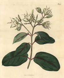 Echite - Kamettia caryophyllata (Kynsinauhan tuoksuiset echiitit, Echites caryophyllata). Käsinväritetty kasvitieteellinen kaiverrus John Simsin Curtis