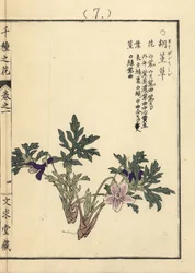 Eizan sumire gold eizan violet, Viola eizanensis. Kono Bairein käsin tekemä puupiirros, Senshu no Hana (Tuhat kukkalajiketta), Bunkyudo, Kioto.