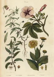 Elecampane, Inula helenium 1-3, vihreä violetti, Hybanthus-lajit Ionidium polygalifolium 4-6, ipecacuanha, Carapichea ipecacuanha 7-9 ja aamukirkko, Ipomoea insignis 10