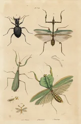 Euroopan sirkkasirkka, mantis religiosa 1, lehtisirkka, Choeradodis rhomboidea 2, tiikerikuoriainen, Manticora latipennis 3, mantidfly, mantispa styriaca 4