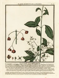 Euroopan kara, Euonymus europaeus.