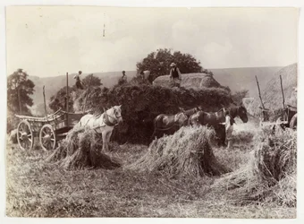 Maatalousnäkymät, sadonkorjuu ja varastointi, sadonkorjuu ennen 1900, c 1890