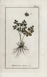 Saniainen doradilla seinien tai asplenia street seinien (Asplenium ruta muraria). Litografia Johannes Zornin (1739-1799) Alankomaiden teoksesta "Afbeelding der Artseny-Gewassen".