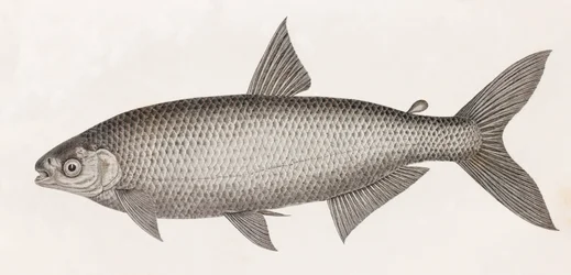 Kala: Le Characin