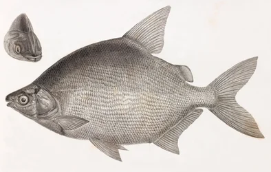 Kala: Le Serrasalme Citharine