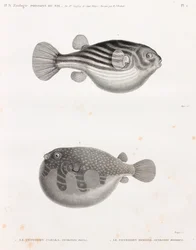 Kala: Tetrodon