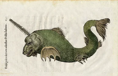 Kala näki (Pristis) vuonna "Ulyssis Aldrouandi... De piscibus libri V et de cetis lib. vnus/Ioannes Cornelius Vteruerius... collegit; Marc. Antonius Bernia in lucem restituit... ", käsittelee Ulisse Aldrovandin (1522-1605) luonnonhistoriaa. Bologna