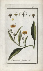 Liekki-voikukka tai pieni vallihauta tai pieni liekki (Ranunculus flammula). Litografia teoksesta "Afbeelding der Artseny-Gewassen", Johannes Zorn (1739-1799), Alankomaat.