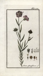 Pellavansiemenet (Linum usitatissimum). Litografia Johannes Zornin (1739-1799) teoksesta "Afbeelding der Artseny-Gewassen", Alankomaat.