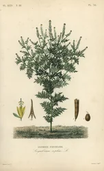 Flixweed, yrtti-Sophia tai tansy sinappi, Descurainia sophia, Sisymbrium sophia, Sisybre parviflore