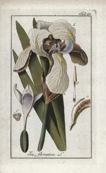 Firenzen iiris (Iris florentina). Litografia Johannes Zornin (1739-1799) teoksesta "Afbeelding der Artseny-Gewassen", Alankomaat.