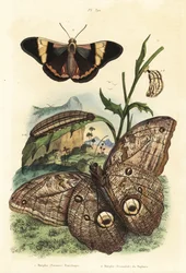 Metsäpöllöperhonen, Caligo eurilochus 1 ja Brassolis sophorae perhonen, nukke ja toukka 2