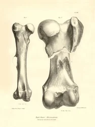 Charles Darwinin Beagle-retkikuntansa aikana kuvaaman Macrauchenia-nimisen esihistoriallisen eläimen fossiiliset luut (reisiluu). Lautanen teoksesta "The Zoology of the voyage of the H.M.S. Beagle under the command of Captain Fitzroy during the years 1832"