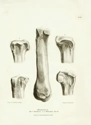 Charles Darwinin Beagle-retkikuntansa aikana kuvaaman Macrauchenia-nimisen esihistoriallisen eläimen fossiiliset luut (metatarse ja metacarp). Lautanen teoksesta "The Zoology of the voyage of the H.M.S. Beagle under the command of Captain Fitzroy during