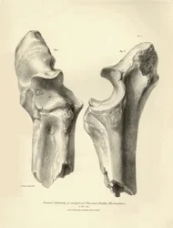 Charles Darwinin Beagle-retkikuntansa aikana kuvaaman Macrauchenia-nimisen esihistoriallisen eläimen fossiiliset luut (kyynärluu ja säde). Lautanen teoksesta "The Zoology of the voyage of the H.M.S. Beagle under the command of Captain Fitzroy during the ye