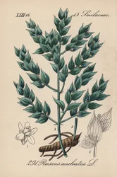 Fragon False Holly tai Small Holly - teurastajan luuta, Ruscus aculeatus. Käsin väritetty litografia Diederich von Schlechtendalin teoksesta Saksan kasvisto (Flora von Deutschland), Jena.