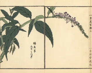 Fujiutsugi tai Buddleia, Buddleja-laji. Kono Bairein käsin värjätty puupiirros teoksesta Kusa Bana Hyakushu (Sata kukkalajiketta), Tokio, Yamada.