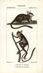 Galago du Senegal ja tarsier de Daubenton - Eau forte, Jean Gabriel Pretre (1780-1845), kaiverrettu Carnonkelin toimesta, Frederic Cuvierin luonnontieteiden sanakirjaan: nisäkkäät, toimittanut Pierre Jean Francois Turpin (1775-1840), julkaissut F.G.Levrau.
